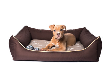 American staffordshire terrier on his bed © SasaStock