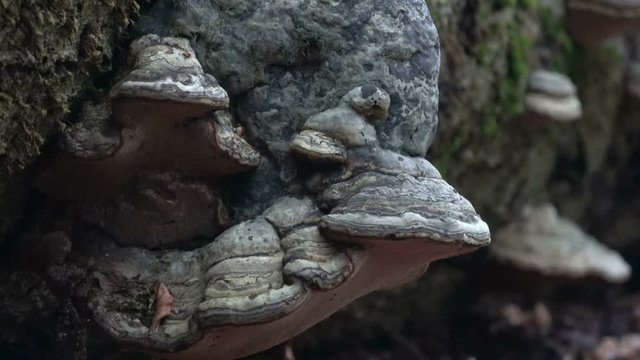 Zunderschwamm an Totholz im Naturpark Spessart, Fomes fomentarius, 4K