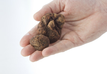 Hand holding a delicious truffle