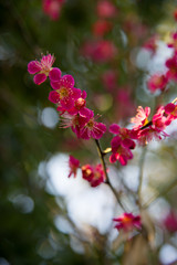 花イメージ
