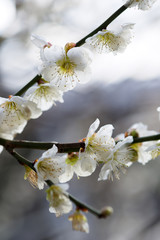 花イメージ