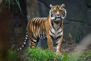 Sumatra tiger - obrazy, fototapety, plakaty
