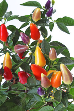Red yellow purple mini mixed colorful chili tree. Fresh spice vegetable. Strong hot red chili paprika pepper. Colorful sweet strong chilies