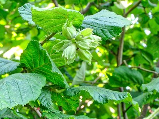 Kent cobnuts, UK
