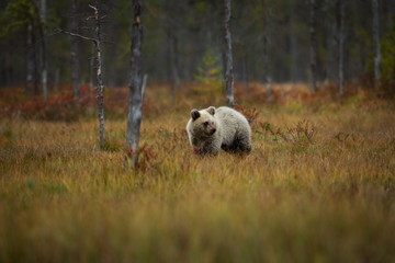 Ursus arctos. The brown bear is the largest predator in Europe. He lives in Europe, Asia and North...