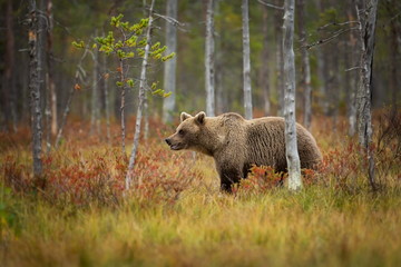 Ursus arctos. The brown bear is the largest predator in Europe. He lives in Europe, Asia and North America. Wildlife of Finland. Photographed in Finland-Karelia. Beautiful picture. From the life of th