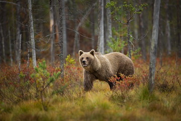 Ursus arctos. The brown bear is the largest predator in Europe. He lives in Europe, Asia and North...