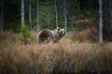 Ursus arctos. The brown bear is the largest predator in Europe. He lives in Europe, Asia and North America. Wildlife of Finland. Photographed in Finland-Karelia. Beautiful picture. From the life of th