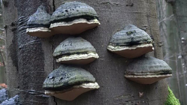 Zunderschwamm an Totholz im Naturpark Spessart, Fomes fomentarius, 4K