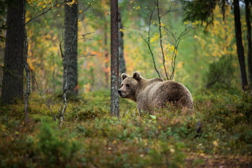 Ursus arctos. The brown bear is the largest predator in Europe. He lives in Europe, Asia and North America. Wildlife of Finland. Photographed in Finland-Karelia. Beautiful picture. From the life of th