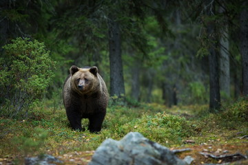 Ursus arctos. The brown bear is the largest predator in Europe. He lives in Europe, Asia and North America. Wildlife of Finland. Photographed in Finland-Karelia. Beautiful picture. From the life of th