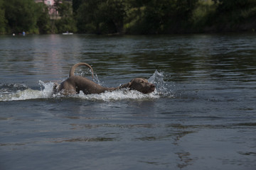 Fototapeta premium Dog swimming in river