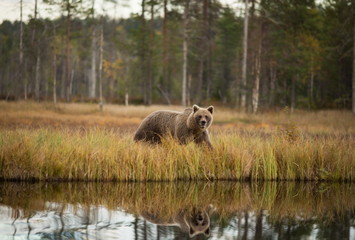 Fototapeta na wymiar Ursus arctos. The brown bear is the largest predator in Europe. He lives in Europe, Asia and North America. Wildlife of Finland. Photographed in Finland-Karelia. Beautiful picture. From the life of th