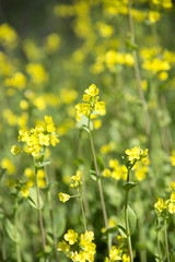 Obraz premium 花イメージ