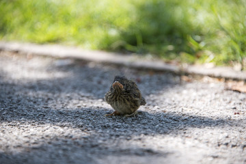 Baby sparrow fallen from nest