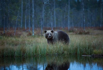 Ursus arctos. The brown bear is the largest predator in Europe. He lives in Europe, Asia and North...