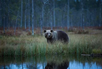 Fotobehang Beer Ursus arctos. The brown bear is the largest predator in Europe. He lives in Europe, Asia and North America. Wildlife of Finland. Photographed in Finland-Karelia. Beautiful picture. From the life of th  © Michal