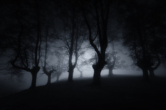 dark scary forest with mysterious trees