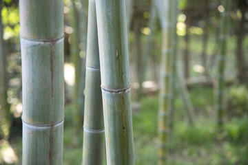 Fototapeta premium 花イメージ