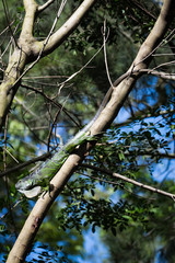 Green iguana in a tree