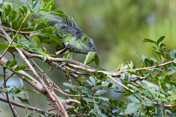 Green iguana in a tree