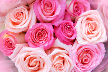 Rose flowers blooming for background.