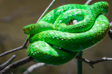 Pit viper laying on a branch