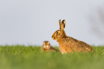 European hare in a field