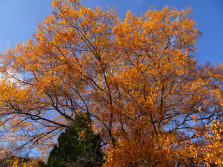 Fototapeta premium orange fall leaves in Maryland
