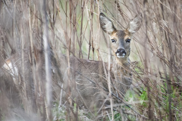 Roe deer in a field