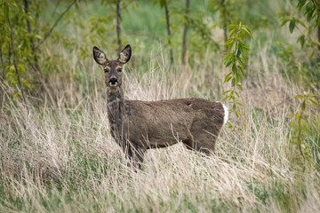 Naklejka na ściany i meble Roe deer in a field