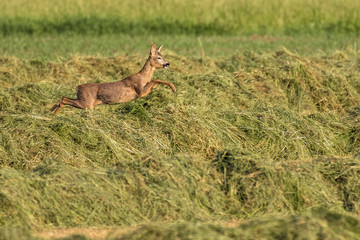 Roe deer in a field