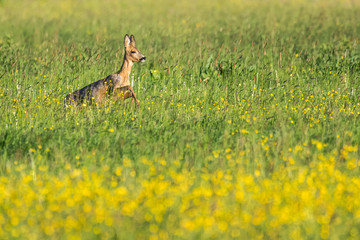 Roe deer in a field