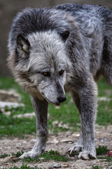 Canadian timberwolf in a forest