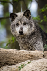 Canadian timberwolf in a forest