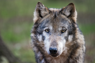 Fototapeta premium European wolf