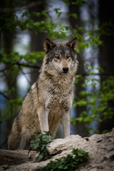 Naklejka na ściany i meble Canadian timberwolf in a forest