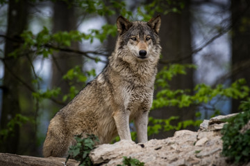 Naklejka na ściany i meble Canadian timberwolf in a forest