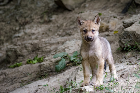 Young timberwolf in a forest