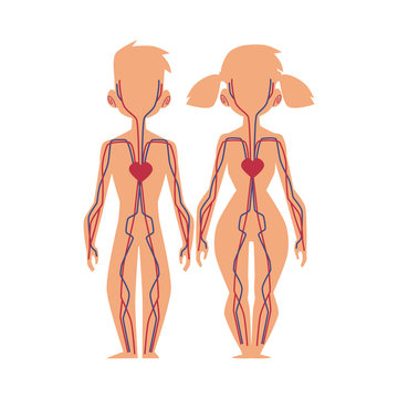 Vector flat structure of the human body, anatomy - male, female internal bloodstream circulatory, cardiovascular system. Isolated illustration on a white background.