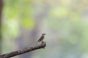 Asian brown flycatcher perching on tree branch with green bokeh background , Thailand
