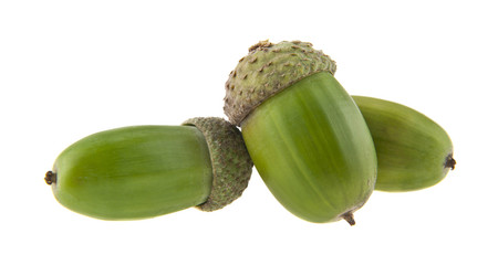 acorns isolated on white background