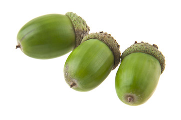 acorns isolated on white background