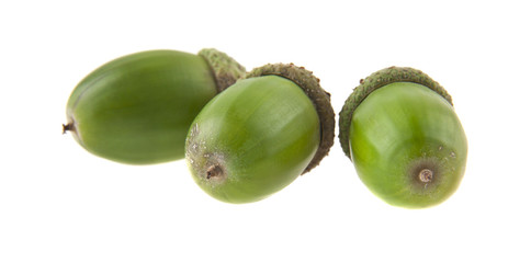 acorns isolated on white background