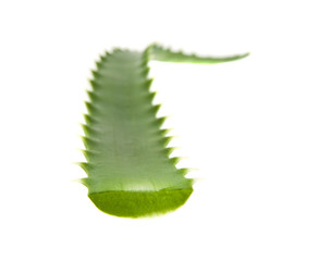 aloe isolated on white background