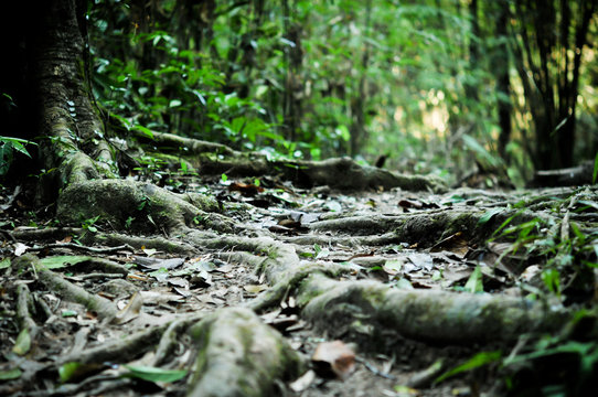Fototapeta tree in tropical jungle rain forest, ecology green concept
