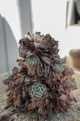 冬のサボテン類