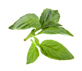 basil isolated on white background