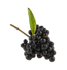 inedible black berries isolated on white background closeup