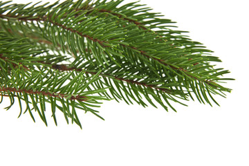 Obraz premium branch of Christmas tree isolated on white background